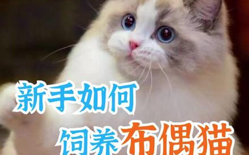 新手如何饲养布偶猫哔哩哔哩bilibili