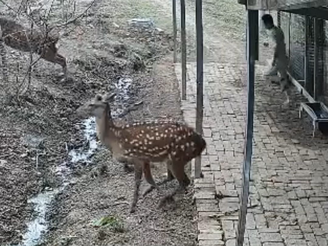 女儿扶饲料袋被自家鹿"揍"了,孩子爸爸:产茸量高 就靠这种鹿挣钱,但是