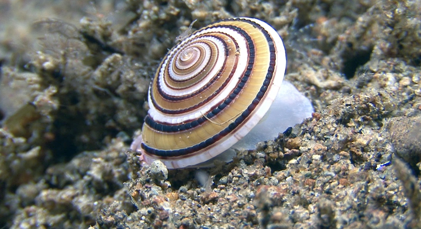 软体动物的神秘世界