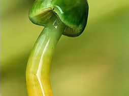 这是什么菌