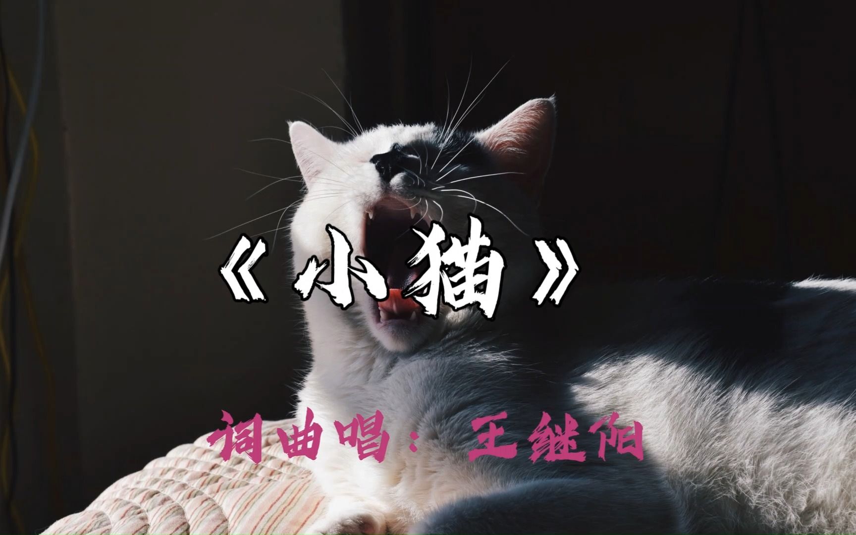 《小猫》【王继阳】哔哩哔哩bilibili