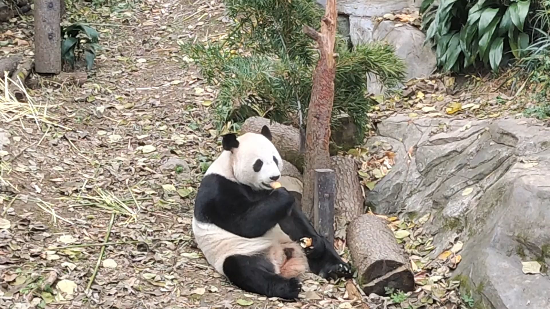 南京红山森林动物园开放日