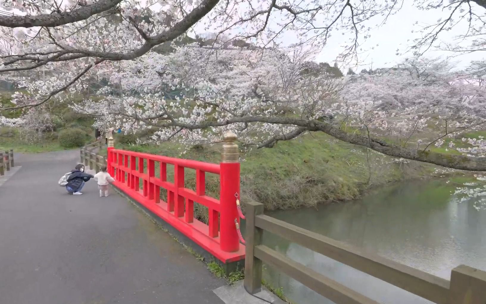 鳥取県】桜の鹿野城跡と城下町 shikano castle and cozy town in