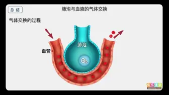 Download Video: 19. 肺泡与血液的气体交换