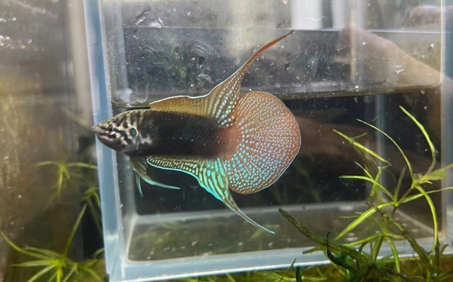 最近三个月的圆尾斗鱼繁殖记录