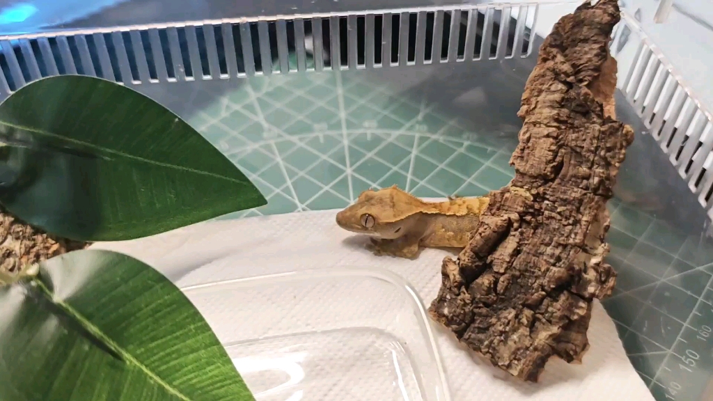 无能狂怒的脆脆鲨