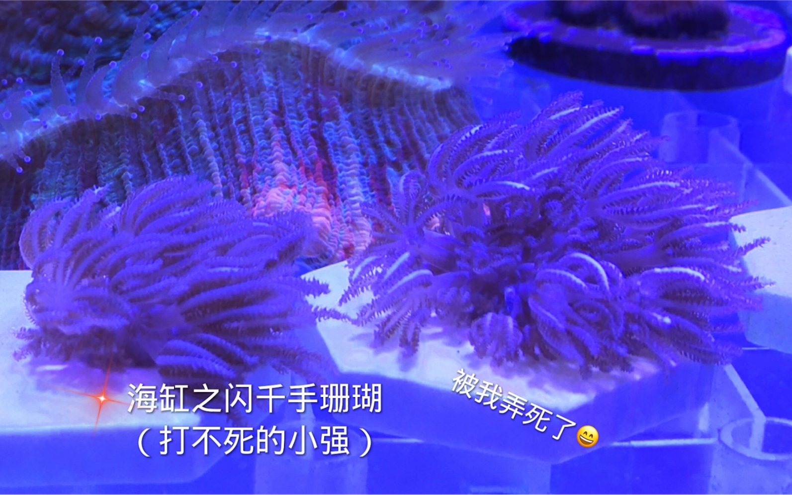 海缸之闪千手珊瑚哔哩哔哩bilibili