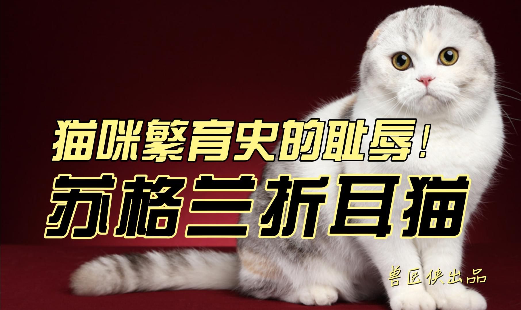 猫咪繁育史的耻辱!没有买卖就没有伤害!哔哩哔哩bilibili