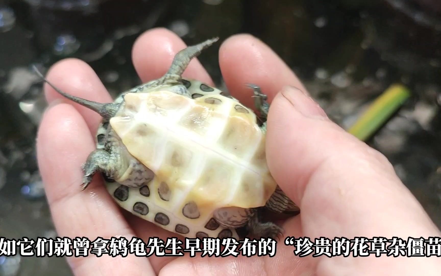 起底恶意抹黑鸫龟先生的作恶者系列视频三_哔哩哔哩_bilibili