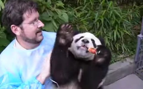 [图]【panda】熊猫宝宝早期接客视频