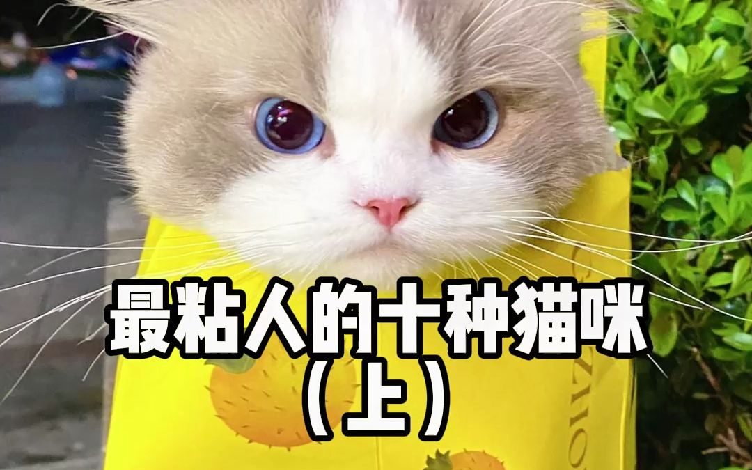 最粘人的十种猫咪(上)哔哩哔哩bilibili