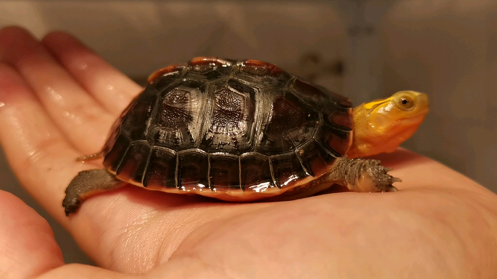 【叶子的奇异宠物店】—黄缘浙江衢州 金辉龟业黄缘台缘安缘大陆缘半