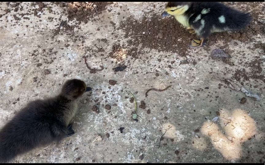 两只小鸭子在鸡面前抢蚯蚓吃