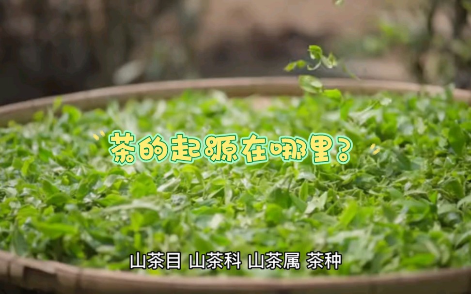 茶叶的起源在哪里?哔哩哔哩bilibili