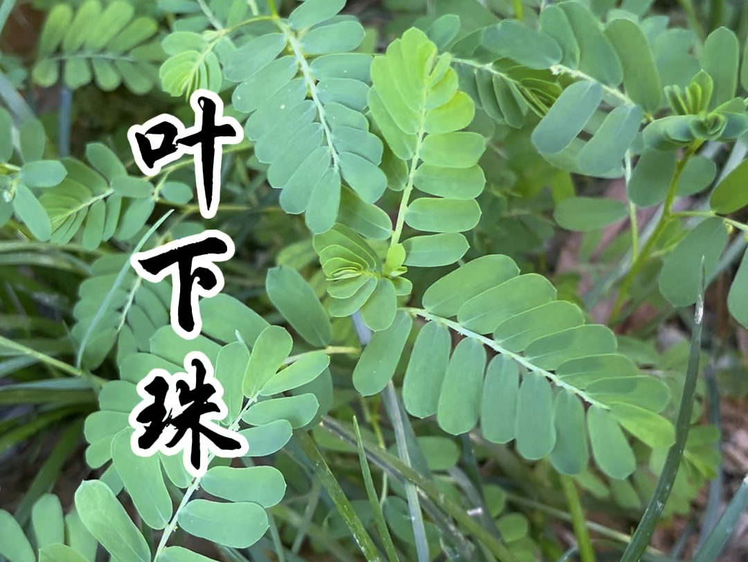 叶下珠,一种神奇的中草植物!哔哩哔哩bilibili