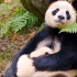 为什么要用大熊猫代表中国？有寓意和文化？