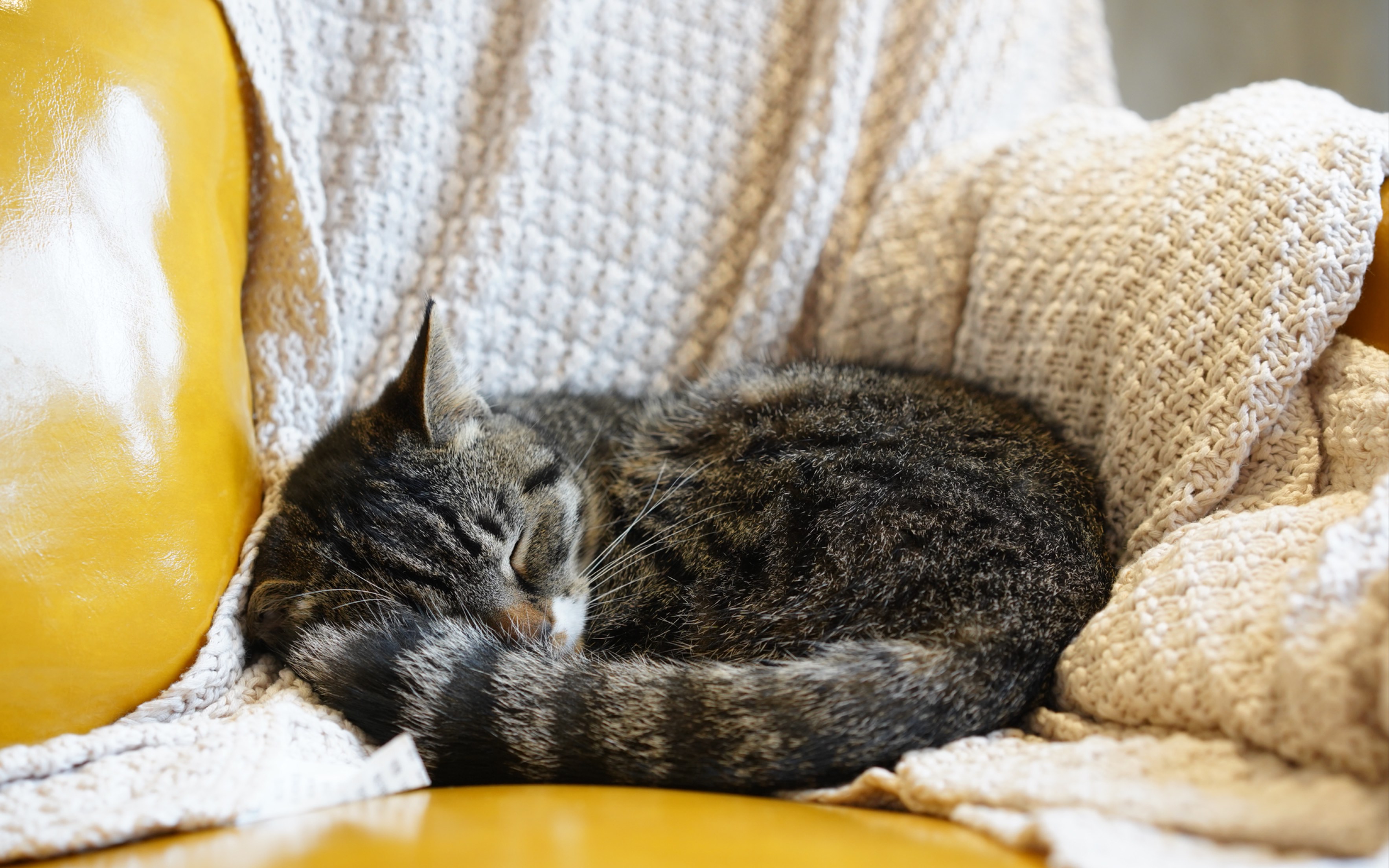 冬日叫不醒一只沉睡的猫!