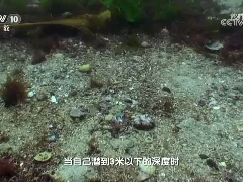 [海水性质]海水的透明度直接影响海藻对光照的吸收哔哩哔哩bilibili