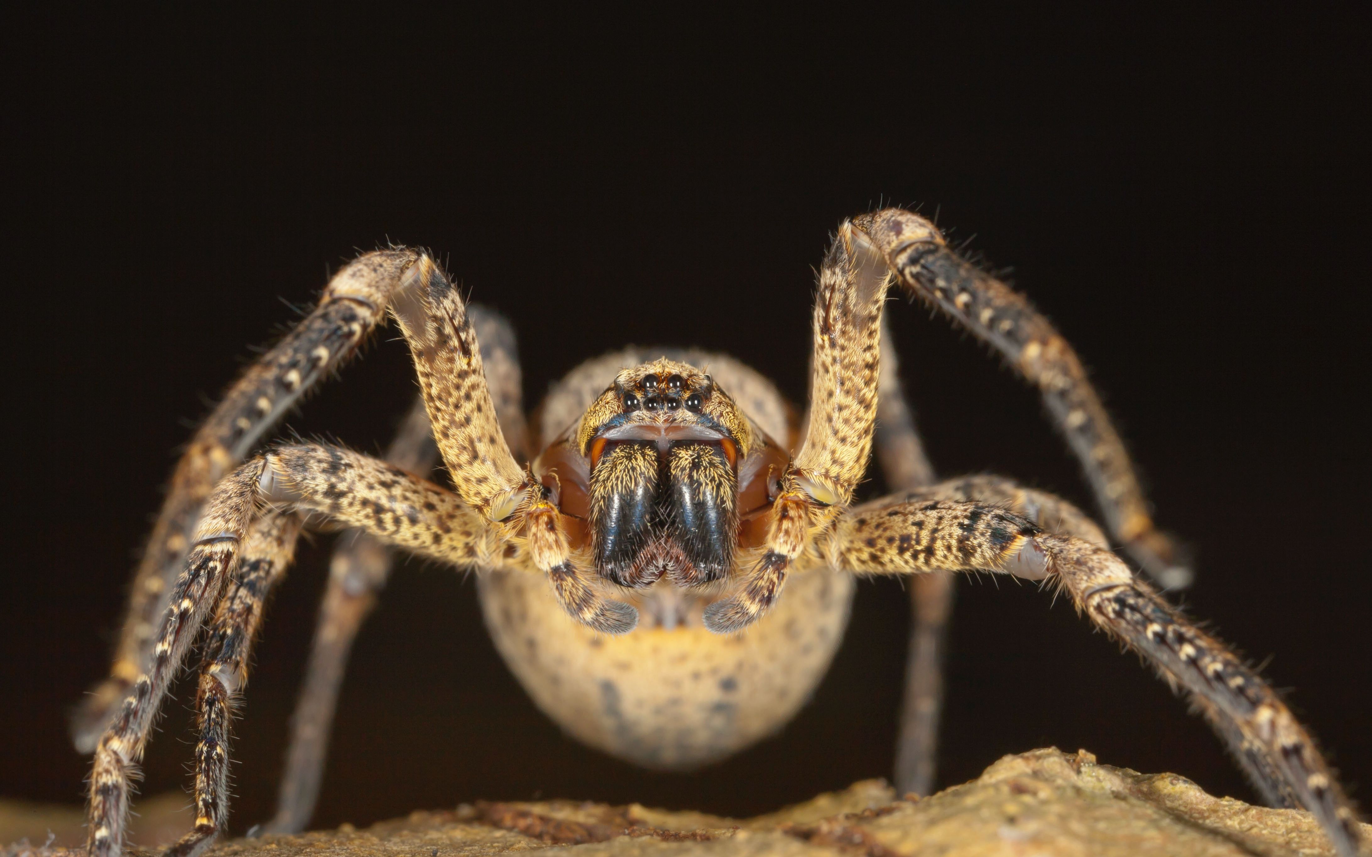 世界上最大的蜘蛛,巨型食鸟蛛