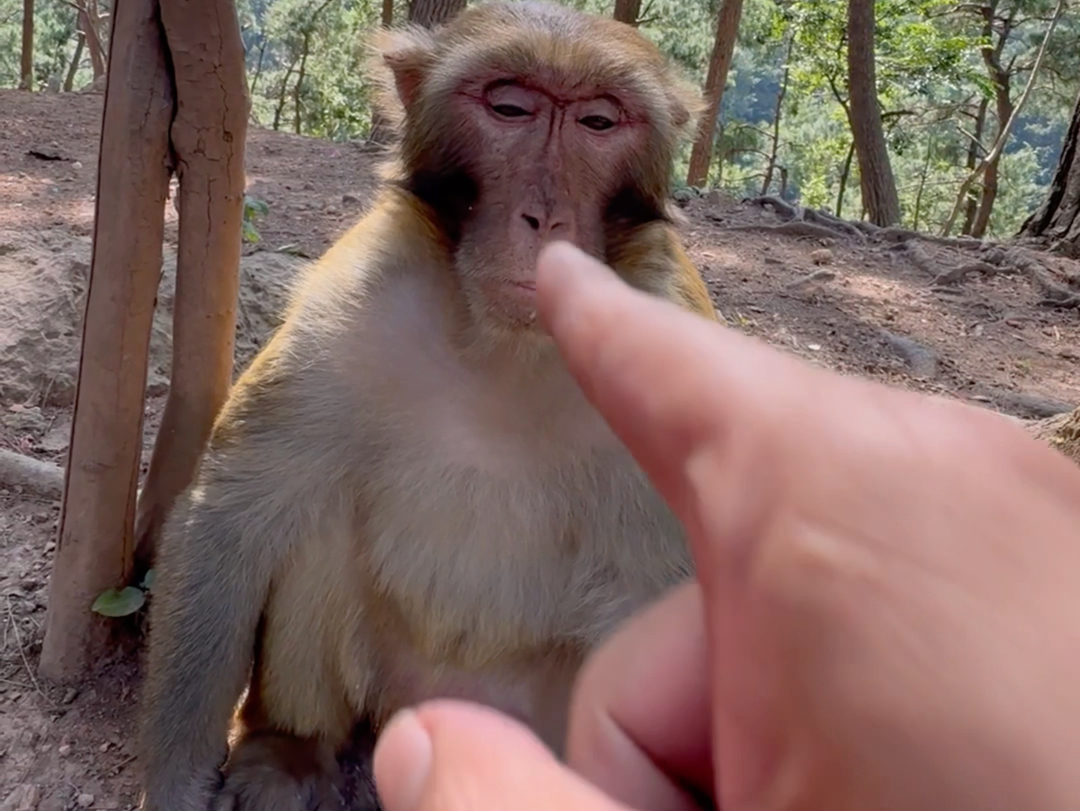 看我如来神掌 猴子:我情绪极其稳定