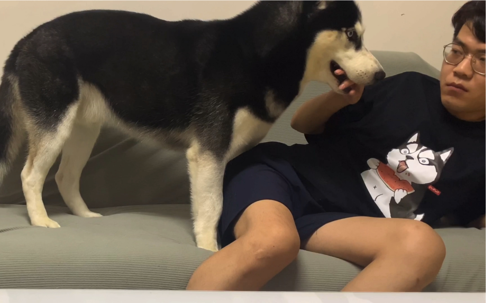 以前有手的时候二哈每次打哈欠我都把手伸进去