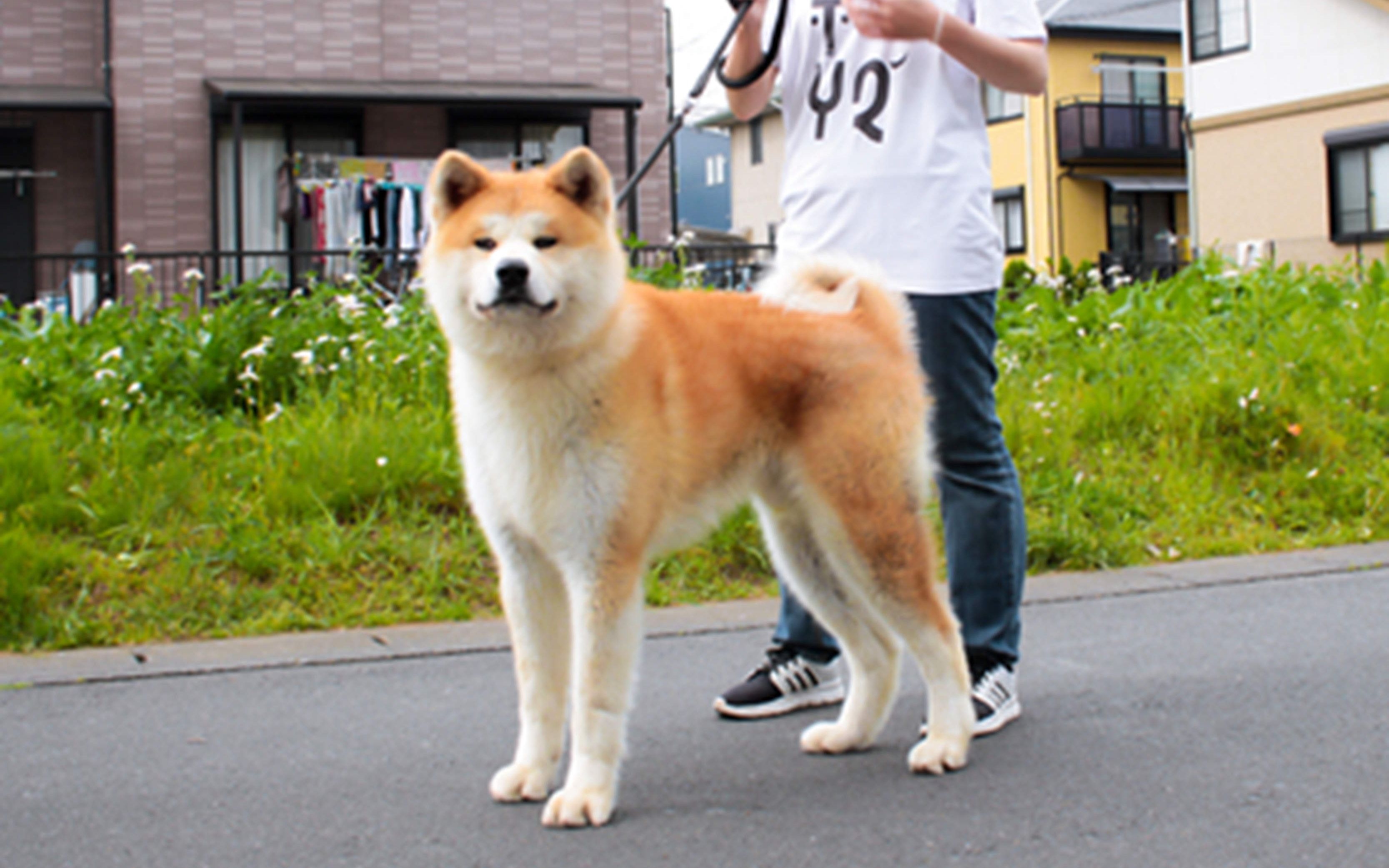 秋田犬种类图片