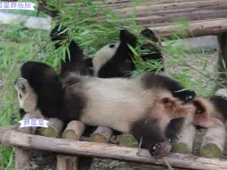 Скачать видео: 【莽星星莽辰辰】躺吃的快乐，你们不懂，莽星星还把脚搭弟弟身上