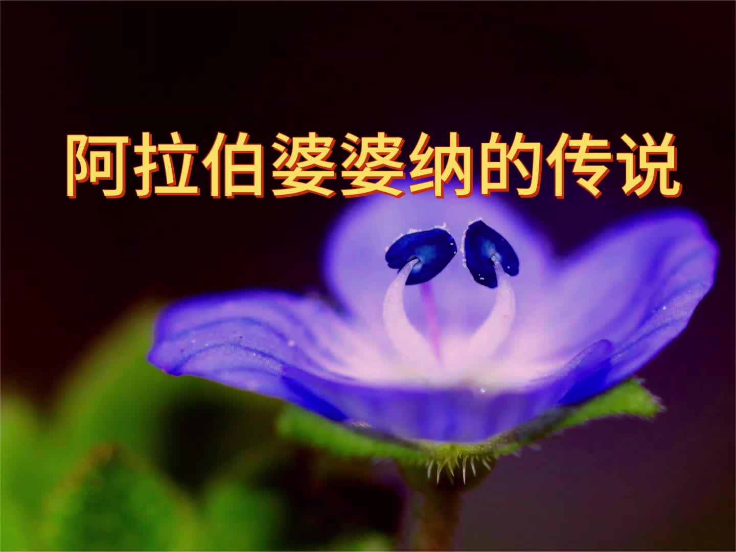 路边的小野花——阿拉伯婆婆纳的传说