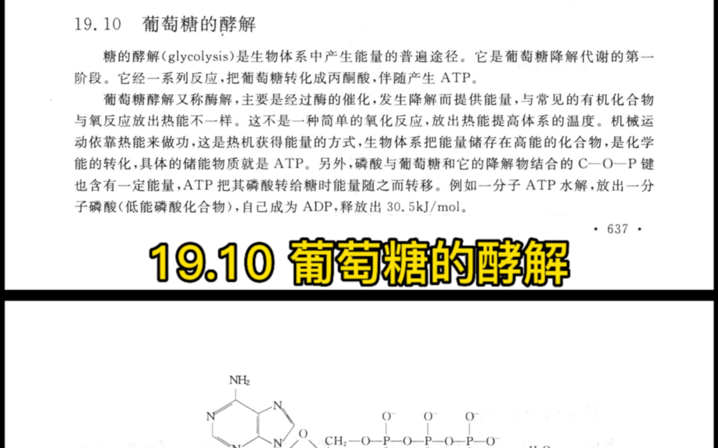 王积涛有机化学教材学习19.10 葡萄糖的酵解哔哩哔哩bilibili