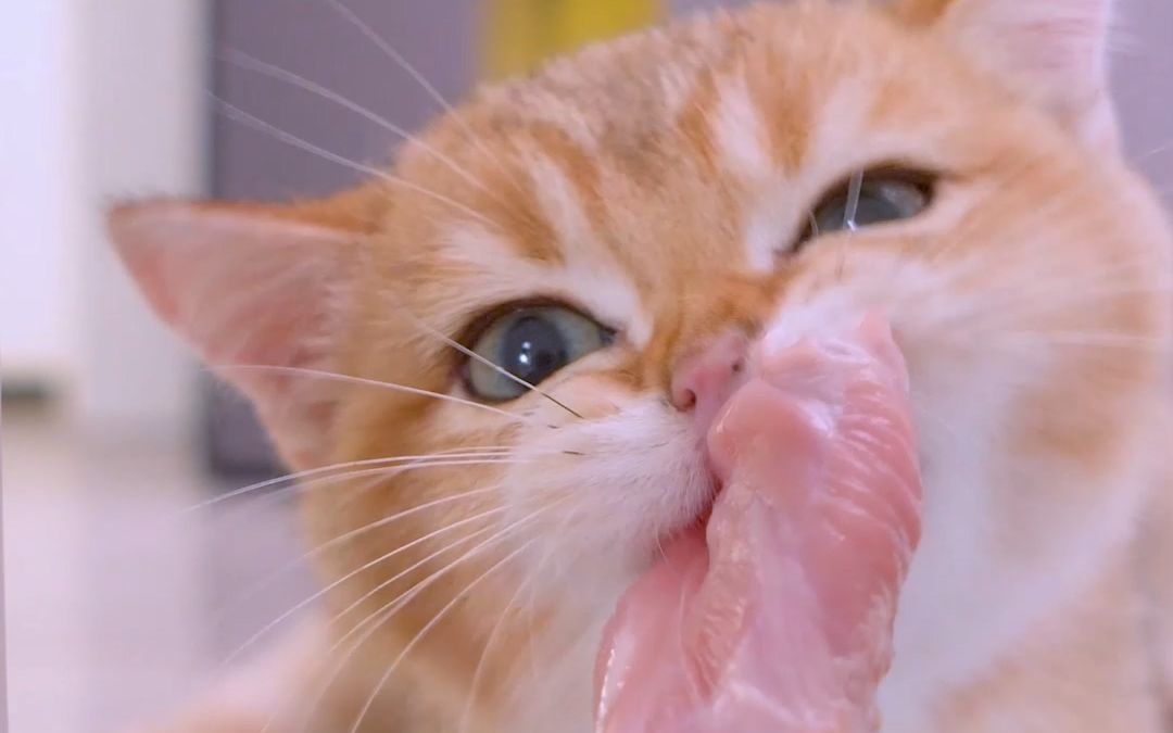 猫咪吃肉一年半,变化巨大!_哔哩哔哩_bilibili