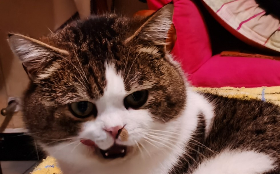 小猫咪也喜欢aimer呢(笑)