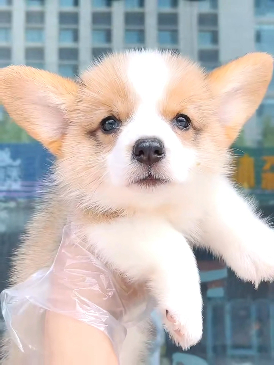 北京犬舍双色小柯基犬狗狗