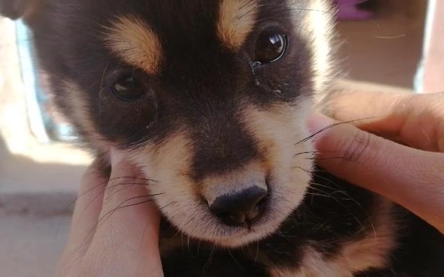 【中华田园犬】主人痴迷摸狗鼻子 不知道你们有没有摸过狗鼻子