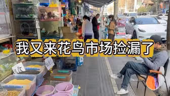 我又来花鸟市场捡漏了