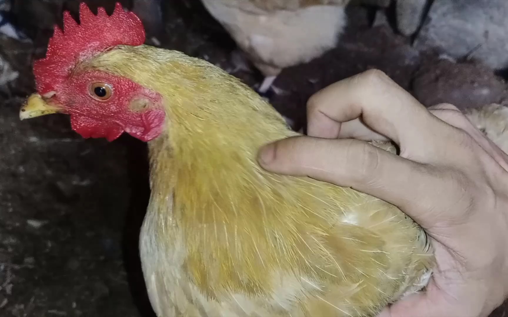 黄毛小鸡,很乖巧,抓到了也不舍得吃_哔哩哔哩_bilibili