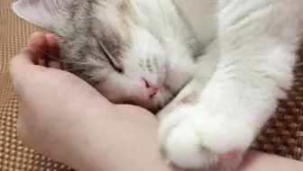 与猫猫的击掌 哔哩哔哩 Bilibili 与猫猫的击掌 哔哩哔哩 Bilibili