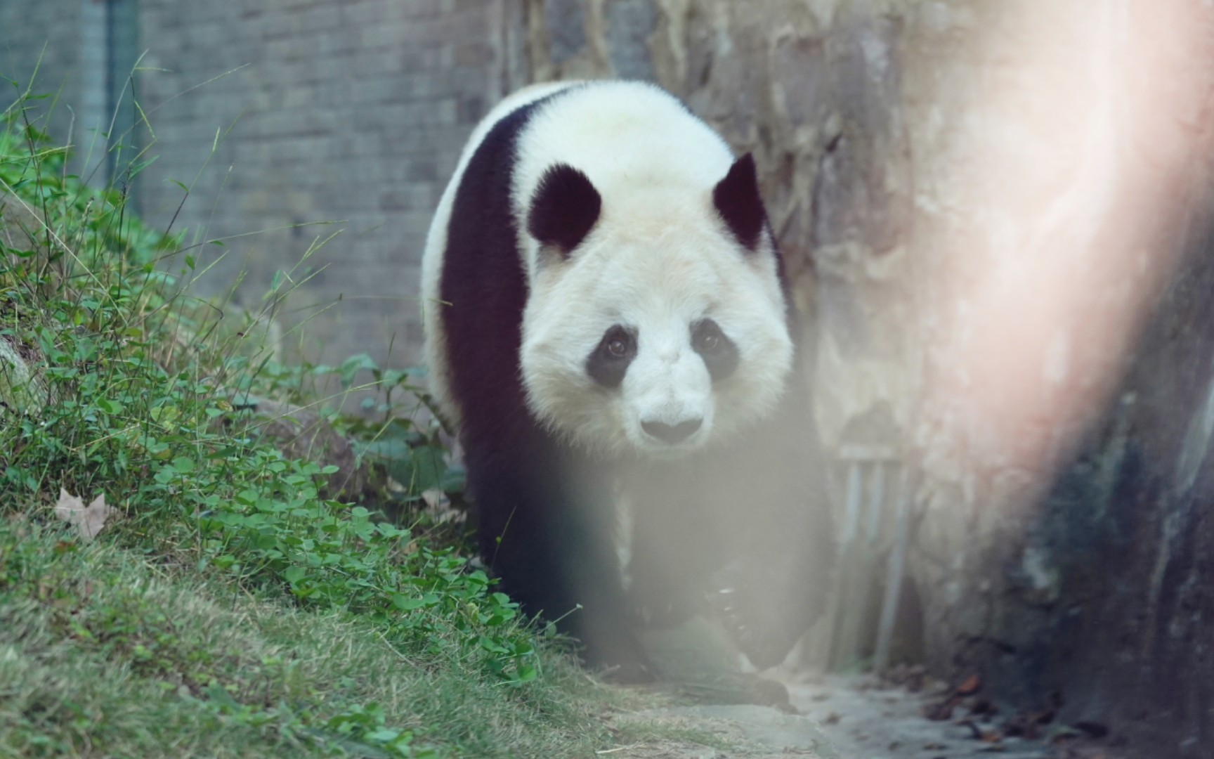 活动作品大熊猫蜀兰蜀兰阿姨的悠闲小生活