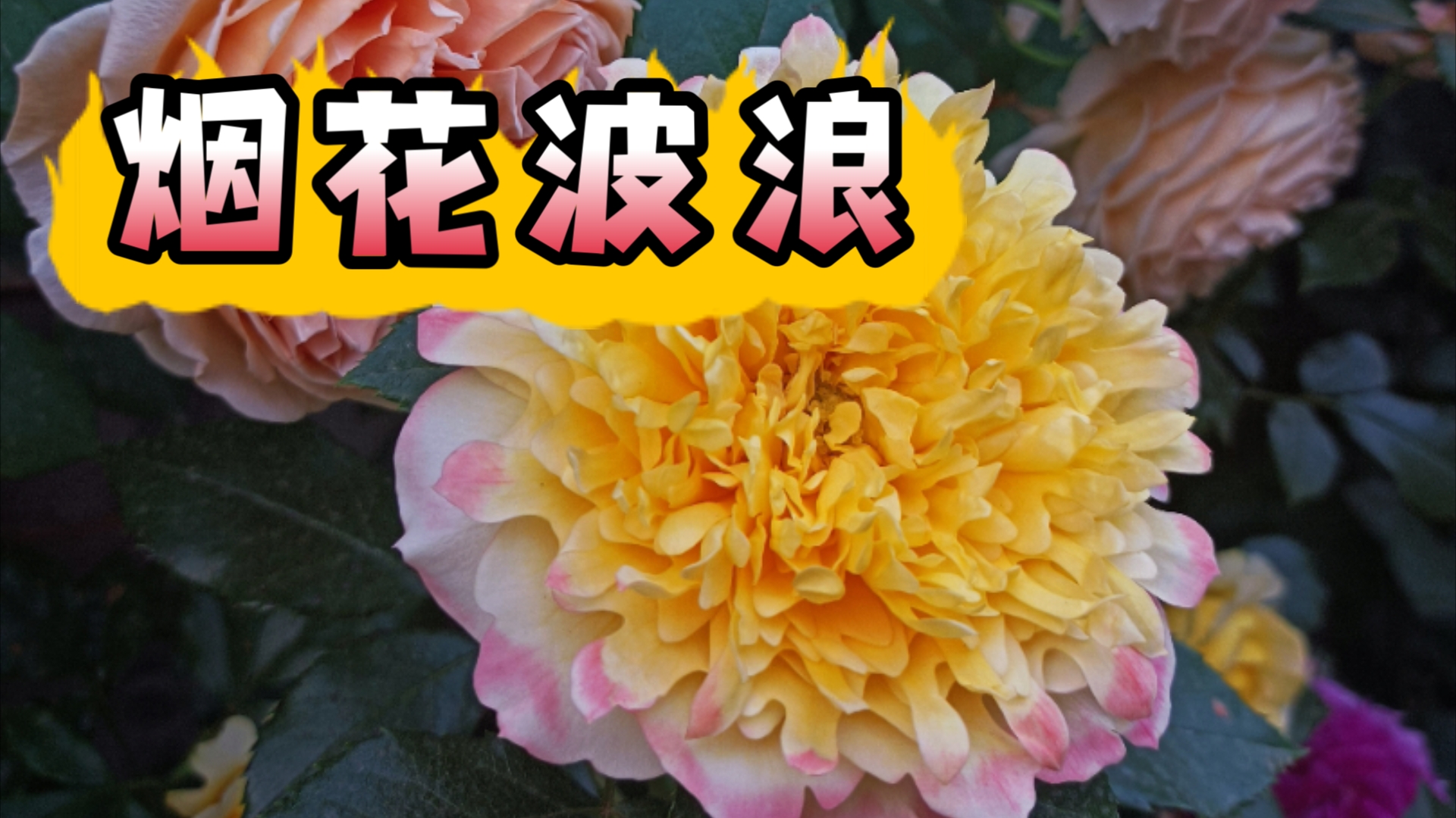 月季推荐之烟花波浪