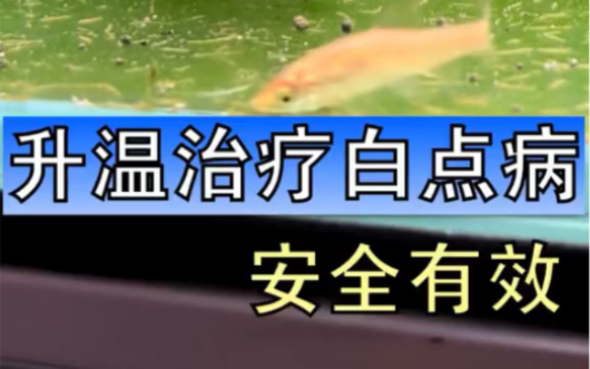 观赏鱼常见的白点病(小瓜虫)升温治疗的方法相比下药更加安全,适合体型稍大或者对药物敏感的鱼,缺点是疗程稍微长一点 #白点病 #鱼缸加热棒哔哩哔...