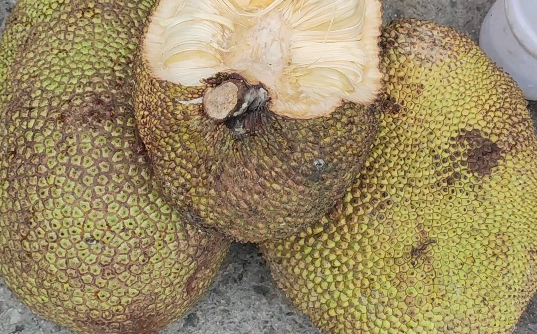 广西博白菠萝蜜