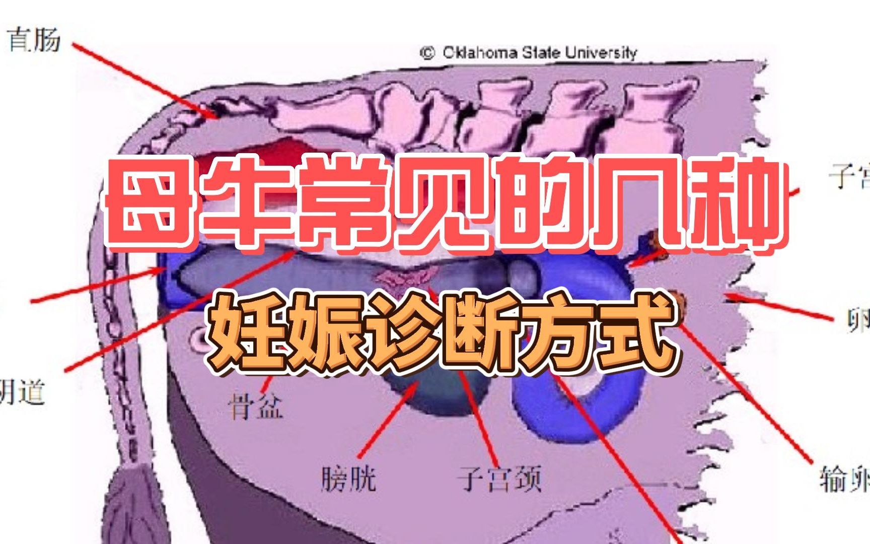 [图]母牛常见的几种妊娠诊断方式