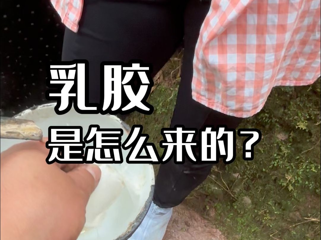 乳胶是怎么来的?哔哩哔哩bilibili