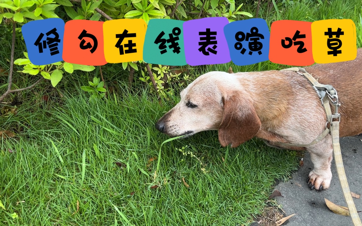 活动  刘皮皮在线表演吃草