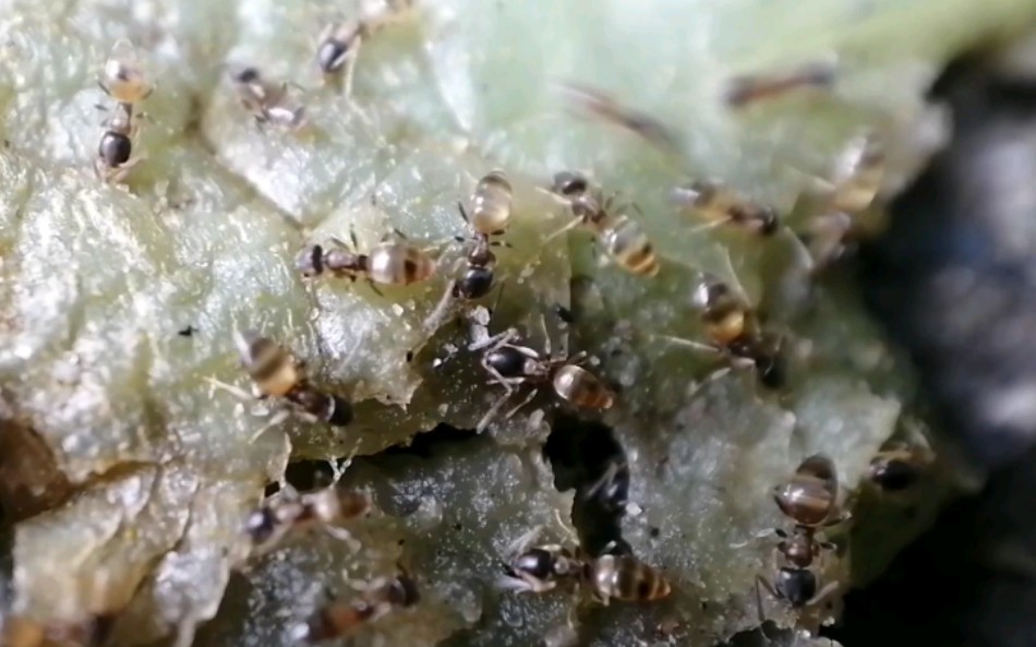黑头酸臭蚁(tapinoma melanocephalum)的大餐——树上掉落的未成熟的