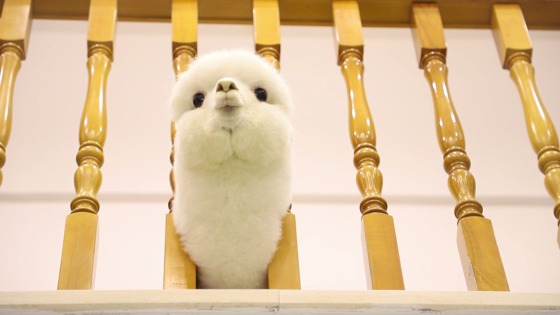 哈士奇对战羊驼&迷你猪