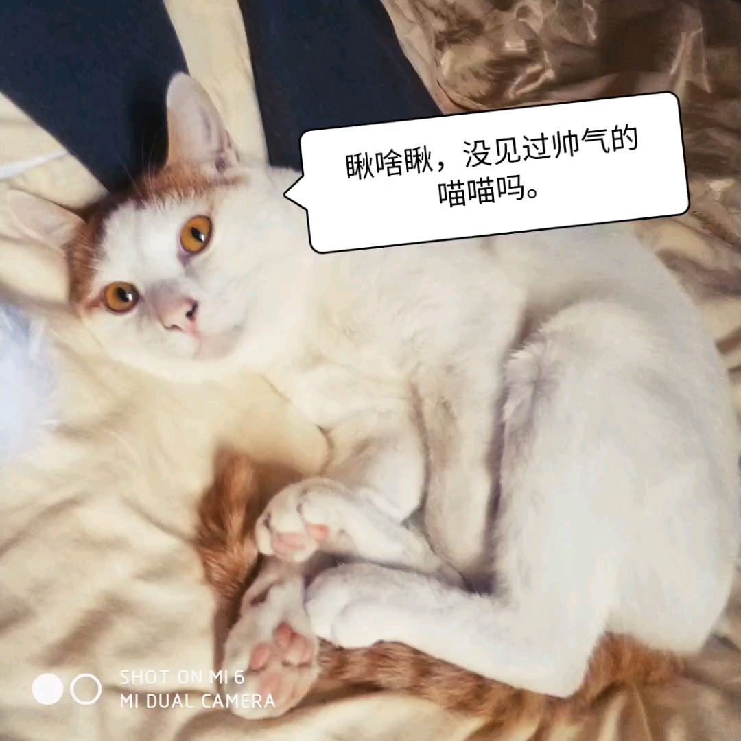 猫猫表情包图片哔哩哔哩bilibili