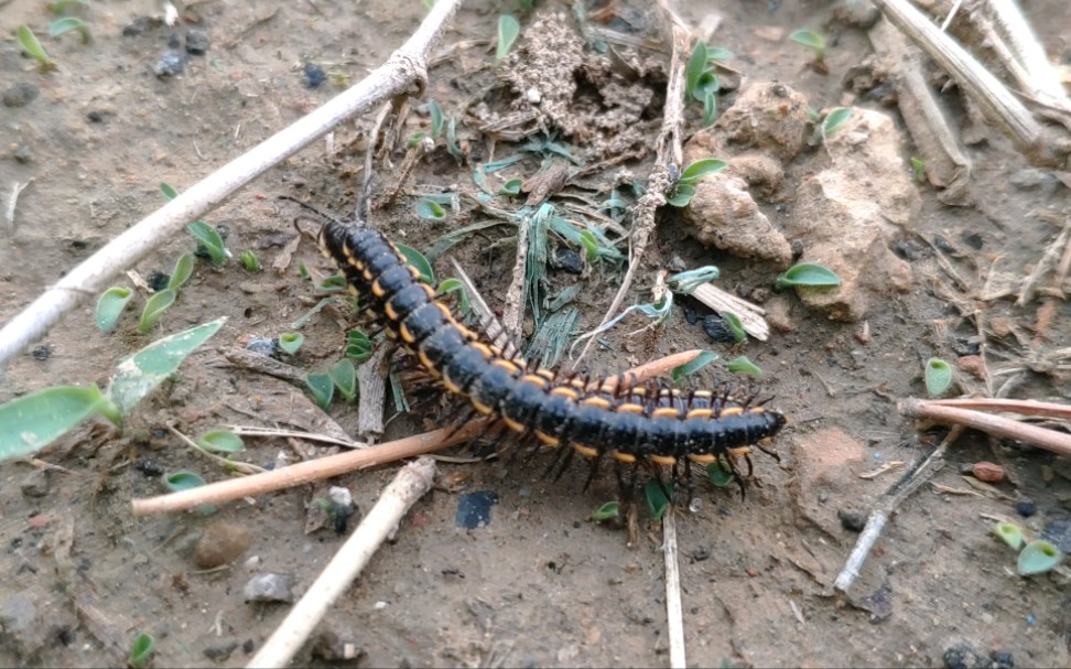 马陆驮着马陆压马路