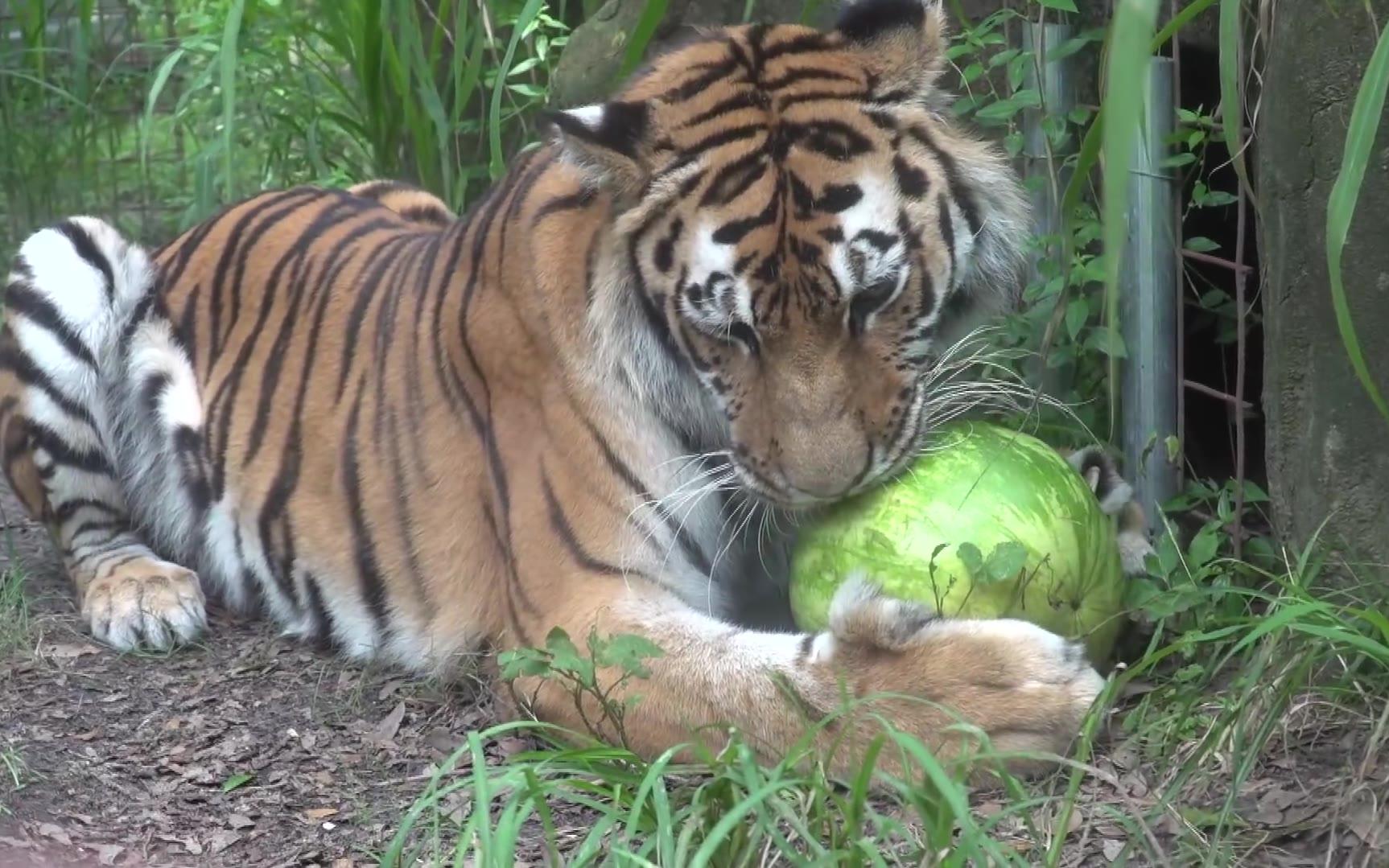 天太热了老虎狮子豹子吃着西瓜菠萝玩着水悠哉解暑喵