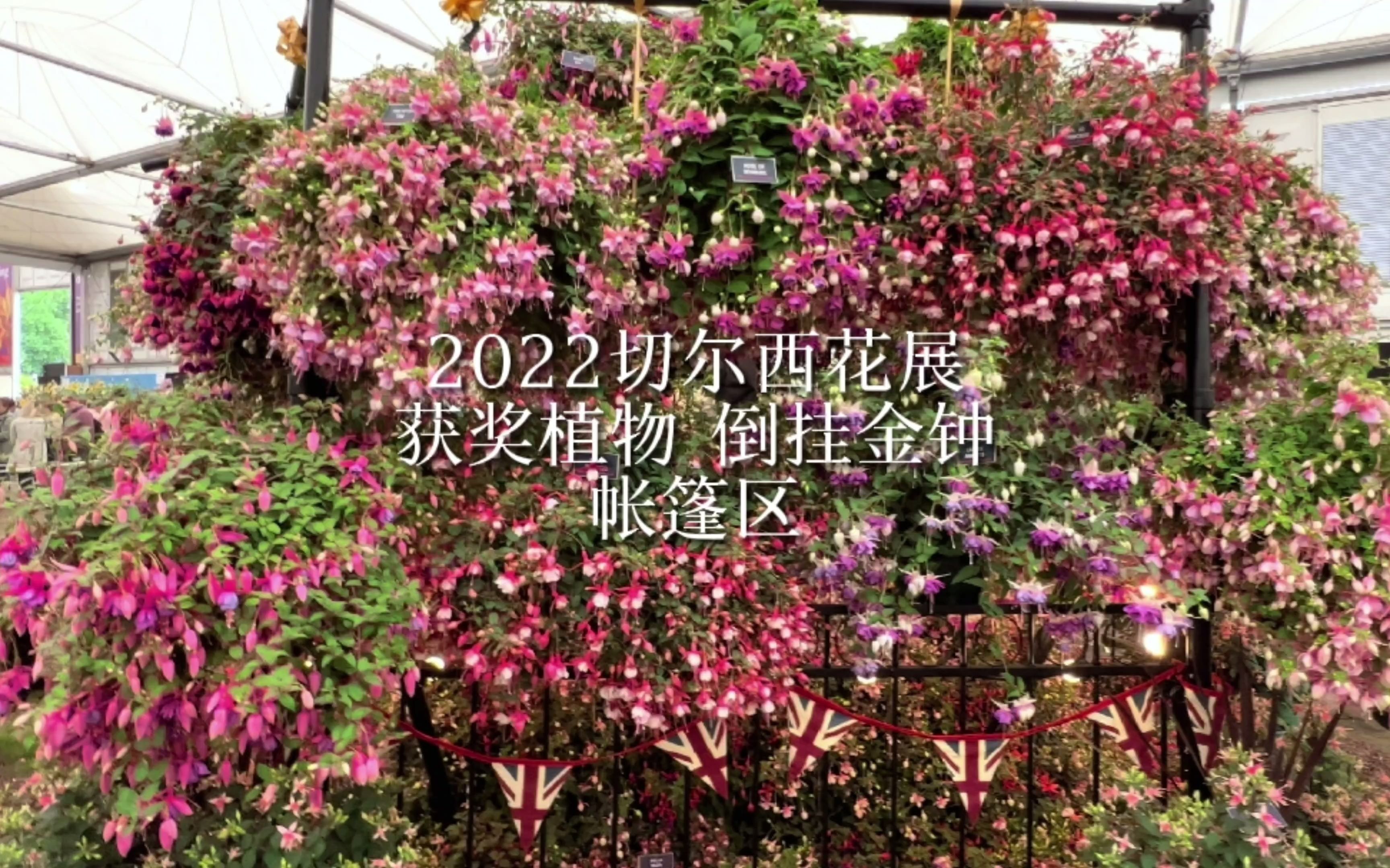 【2022切尔西花展】植物展示:倒挂金钟哔哩哔哩bilibili