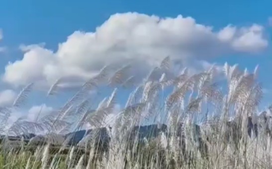 [图]蓝天白云，芦苇在风中飘摇